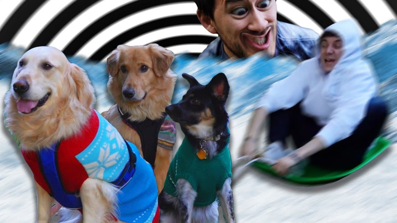 040 - Harnessing Our Dogs Unlimited Energy
